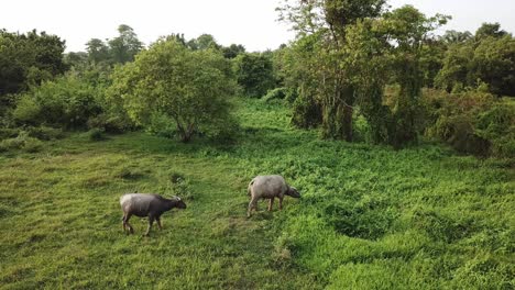Buffaloes-grazing-grass-at-field